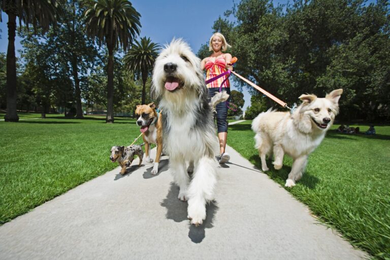 Dog Walking Business: 4 Easy Steps to Starting