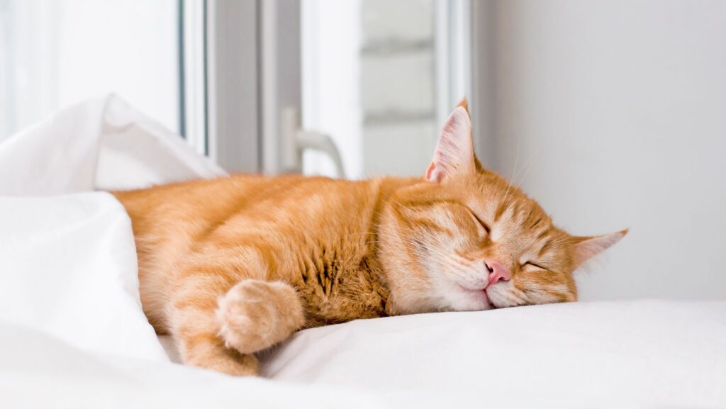 Emotional Intelligence-Cat sleeping soundly on a pillow